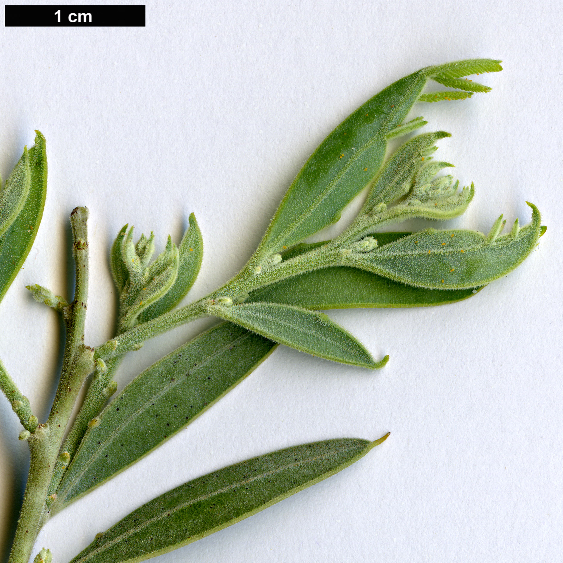 High resolution image: Family: Fabaceae - Genus: Acacia - Taxon: ×hanburyana (A.dealbata × A.podalyriifolia)
